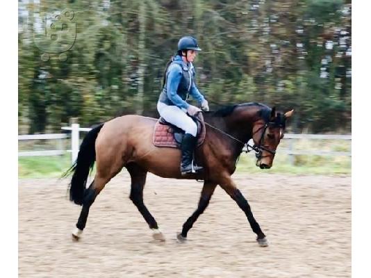 PoulaTo: Handsome Companion